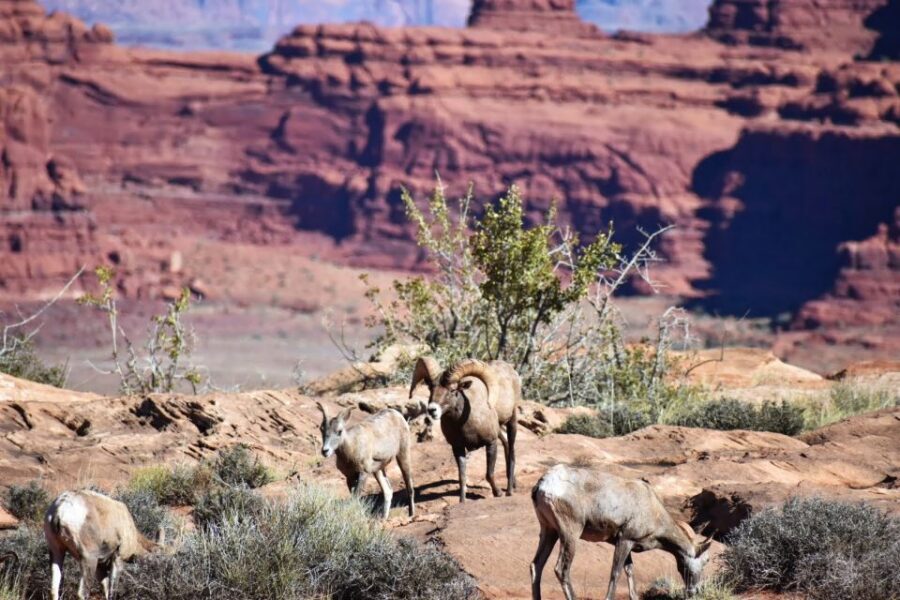 From Moab: Full-Day Canyonlands and Arches 4x4 Driving Tour - The dinosaur tracks stop and the final payoff