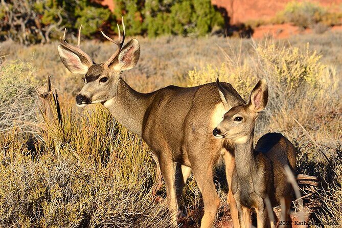Half Day Private Arches National Park Guided Tour - Snacks, Water, and Moab Heat Smarts