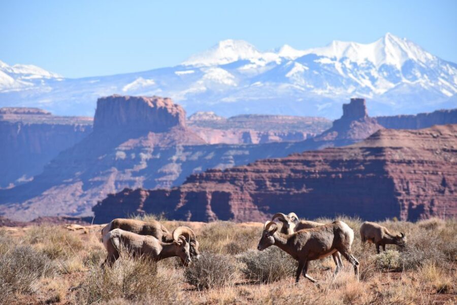 Moab: Canyonlands National Park 4x4 White Rim Tour - The short hike break: arches like Musselman Arch and optional choices