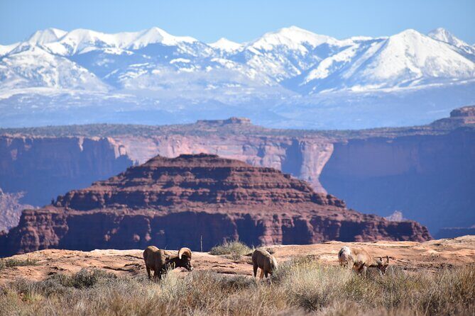 Moab Combo: Colorado River Rafting and Canyonlands 4X4 Tour - Guides, Safety, and What Good Day Feels Like